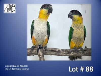 1-1 '23 Caique: Black-headed: Normal x Normal - Piet Jacobs