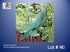 0-1 '22 Ringneck Parakeet: AquaBlue/clearheaded-fallow - Charl Joubert