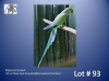 1-0 '22 Ringneck Parakeet: Misty Dark TurquoiseBlue/opaline/?cleartail - Fanie Klopper