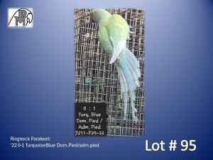 0-1 '22 Ringneck Parakeet: TurquoiseBlue Dom.Pied/adm.pied - Jan Harm Venter