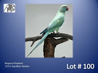 0-1 '22 Ringneck Parakeet: AquaBlue Opaline - Herbst & Seuns Voëlboerdery