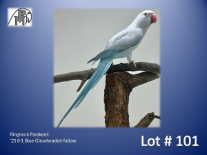 0-1 '21 Ringneck Parakeet: Blue Clearheaded-fallow - Herbst & Seuns Voëlboerdery