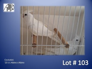 1-1 '23 Cockatiel: Albino x Albino - Dirk Grobler