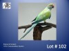 0-1 '21 Ringneck Parakeet: TurquoiseBlue Opaline - Herbst & Seuns Voëlboerdery