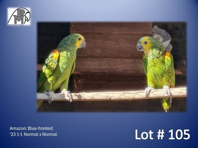 1-1 '23 Amazon: Blue-fronted: Normal x Normal - Dirk Grobler