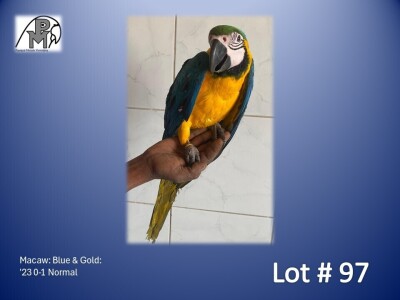 0-1 '23 Macaw: Blue & Gold: Normal - Birds Haven