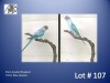 0-1 '21 Plum-headed Parakeet: Blue Opaline - Chris Jacobs