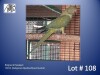 0-1 '22 Ringneck Parakeet: Darkgreen Opaline/blue/cleartail - Alwyn Nel