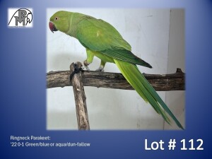 0-1 '22 Ringneck Parakeet: Green/blue or aqua/dun-fallow - Piet Jacobs