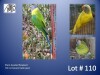 1-0 '22 Plum-headed Parakeet: Green/?adm.pied - E B Shaik