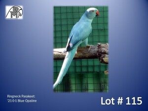 0-1 '21 Ringneck Parakeet: Blue Opaline - Tokkie Slabbert