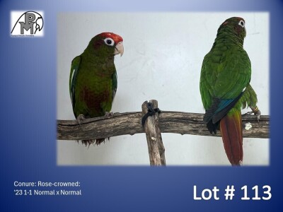 1-1 '23 Conure: Rose-crowned: Normal x Normal - Piet Jacobs