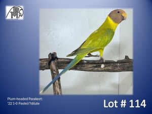 1-0 '22 Plum-headed Parakeet: Pastel/?dilute - Piet Jacobs