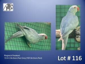 0-1 '21 Ringneck Parakeet: SA.Dom.Pied Grey (?DF.SA.Dom.Pied) - Tokkie Slabbert