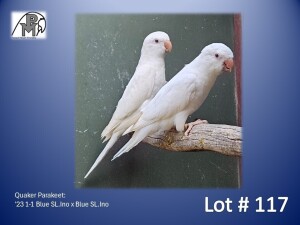 1-1 '23 Quaker Parakeet: Blue SL.Ino x Blue SL.Ino - Fanie Klopper