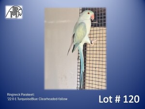 0-1 '22 Ringneck Parakeet: TurquoiseBlue Clearheaded-fallow - Bertie Wessels