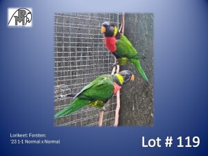 1-1 '23 Lorikeet: Forsten: Normal x Normal - Fanie Klopper