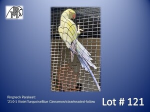 0-1 '21 Ringneck Parakeet: Violet TurquoiseBlue Cinnamon/clearheaded-fallow - Bertie Wessels