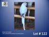 1-0 '22 Ringneck Parakeet: Violet DF.Dark Blue Cleartail Opaline - Jaco Rossouw