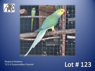 1-0 '22 Ringneck Parakeet: TurquoiseBlue Cleartail - Jaco Rossouw