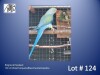 1-0 '22 Ringneck Parakeet: Violet TurquoiseBlue/cleartail/opaline - Jaco Rossouw