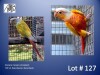 1-1 '23 Conure: Green-cheeked: Suncheek x Suncheek - Stiaan Von Wielligh