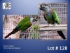 1-1 '23 Conure: Pearly: Normal x Normal - Stiaan Von Wielligh