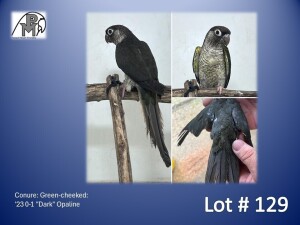 0-1 '23 Conure: Green-cheeked: "Dark" Opaline - Piet Jacobs