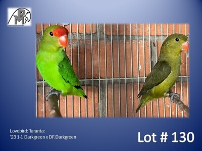 1-1 '23 Lovebird: Taranta: Darkgreen x DF.Darkgreen - Piet Jacobs