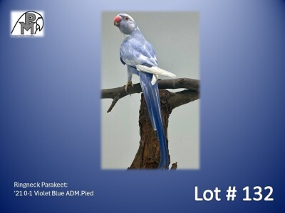 0-1 '21 Ringneck Parakeet: Violet Blue ADM.Pied - Herbst & Seuns Voëlboerdery