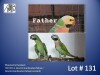 1-1 '23/'22 Moustache Parakeet: Green/clearheaded-fallow x Green/clearheaded-fallow (verwant) - Piet Jacobs