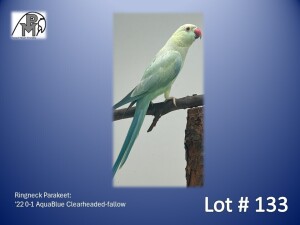 0-1 '22 Ringneck Parakeet: AquaBlue Clearheaded-fallow - Herbst & Seuns Voëlboerdery