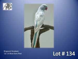 1-0 '22 Ringneck Parakeet: Blue Dom.Pied - Herbst & Seuns Voëlboerdery