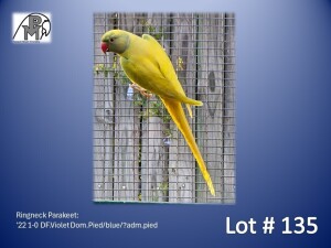 1-0 '22 Ringneck Parakeet: DF.Violet Dom.Pied/blue/?adm.pied - Andries Horn