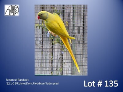 1-0 '22 Ringneck Parakeet: DF.Violet Dom.Pied/blue/?adm.pied - Andries Horn