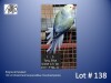 1-0 '22 Ringneck Parakeet: Violet Dark TurquoiseBlue Cleartail/opaline - Jan Harm Venter