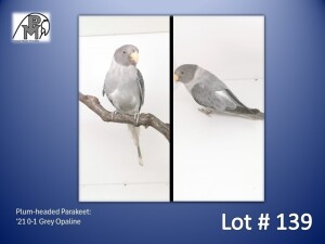 0-1 '21 Plum-headed Parakeet: Grey Opaline - Chris Jacobs