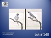 1-0 '21 Plum-headed Parakeet: Grey Opaline - Chris Jacobs