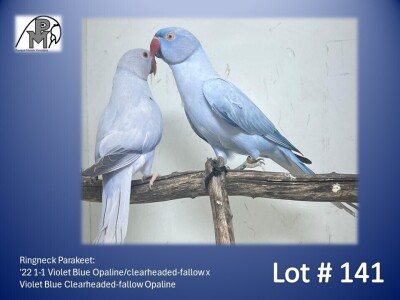 1-1 '22 Ringneck Parakeet: Violet Blue Opaline/clearheaded-fallow x Violet Blue Clearheaded-fallow Opaline - Piet Jacobs