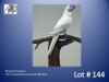 1-0 '22 Ringneck Parakeet: Violet Blue Dom.Pied ADM.Pied - Herbst & Seuns Voëlboerdery