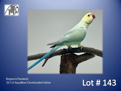 1-0 '22 Ringneck Parakeet: AquaBlue Clearheaded-fallow - Herbst & Seuns Voëlboerdery