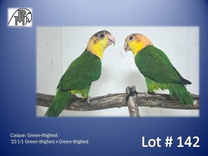 1-1 '23 Caique: Green-thighed: Green-thighed x Green-thighed - Piet Jacobs