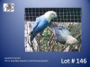 1-1 '23 Lovebird: Fischeri: Dark Blue Opaline x Violet Euwing Opaline - E B Shaik