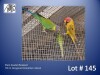 1-1 '22 Plum-headed Parakeet: Greygreen Cinnamon x Green - E B Shaik