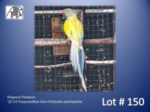 1-0 '22 Ringneck Parakeet: TurquoiseBlue Dom.Pied/adm.pied/opaline - Jaco Rossouw