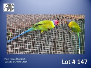 1-1 '21/'22 Plum-headed Parakeet: Green x Green - E B Shaik