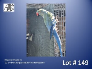 1-0 '22 Ringneck Parakeet: Dark TurquoiseBlue/cleartail/opaline - Jaco Rossouw