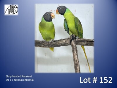 1-1 '21 Slaty-headed Parakeet: Normal x Normal - Piet Jacobs