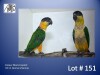 1-1 '23 Caique: Black-headed: Normal x Normal - Piet Jacobs