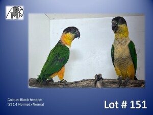 1-1 '23 Caique: Black-headed: Normal x Normal - Piet Jacobs